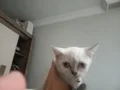 Luna Yeni Yuvasını Arıyor 