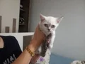 Luna Yeni Yuvasını Arıyor 