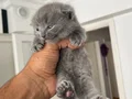 Minik bebeklere güzel aile 