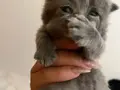 Minik bebeklere güzel aile 