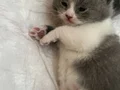 Minik bebeklere güzel aile 