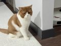 Cinnamon kısır 