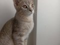 Melez Nimbus Yuva Arıyor