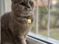 Yerim Olmadığı için Kedimi sahiplendirmek istiyorum 
