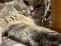 Yerim Olmadığı için Kedimi sahiplendirmek istiyorum 