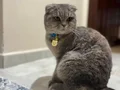 Yerim Olmadığı için Kedimi sahiplendirmek istiyorum 