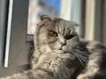 Yerim Olmadığı için Kedimi sahiplendirmek istiyorum 