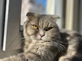 Yerim Olmadığı için Kedimi sahiplendirmek istiyorum 