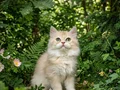 Safkan Orjinal British Longhair 