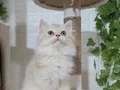 Safkan Orjinal British Longhair 