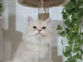 Safkan Orjinal British Longhair 