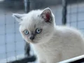 Blue point 