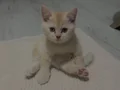 Çok tatlııı yavru kedimiz 
