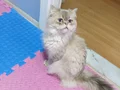Oğlumuza güzel aile arıyoruz