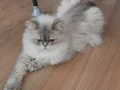 Oğlumuza güzel aile arıyoruz