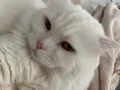 Çok uslu erkek 
