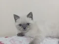 Bu dost canlısı insan sever erkek yavrumuza yuva arıyoruz 