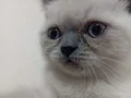 Bu dost canlısı insan sever erkek yavrumuza yuva arıyoruz 