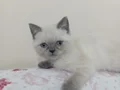 Bu dost canlısı insan sever erkek yavrumuza yuva arıyoruz 