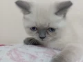 Bu dost canlısı insan sever erkek yavrumuza yuva arıyoruz 