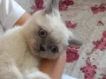 Bu dost canlısı insan sever erkek yavrumuza yuva arıyoruz 