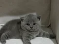 Safkan british shorthair blue erkek yavrumuz