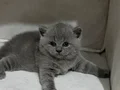 Safkan british shorthair blue erkek yavrumuz