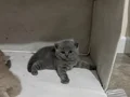 Safkan british shorthair blue erkek yavrumuz
