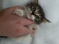 5 yavru kedi