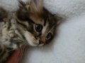 5 yavru kedi