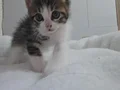 5 yavru kedi