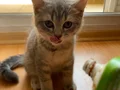 4 aylık Erkek British kedi ipek gibi tüylü ve çok sevimli