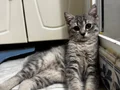 4 aylık Erkek British kedi ipek gibi tüylü ve çok sevimli