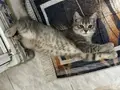 4 aylık Erkek British kedi ipek gibi tüylü ve çok sevimli