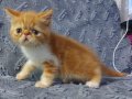 Exotic shorthair yavrularim var 