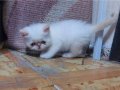 Exotic shorthair yavrularim var 