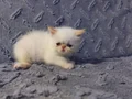 Exotic shorthair yavrularim var 
