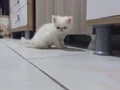 Exotic shorthair yavrularim var 