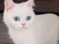 British/Scottish Özellikli, 8 Aylık Masmavi Gözlü Yavrumuza 