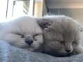 Scottish Fold Yavrusu