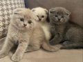 Scottish Fold Yavrusu