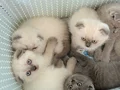 Scottish Fold Yavrusu