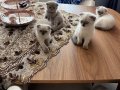 Scottish Fold Yavrusu