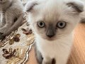 Scottish Fold Yavrusu