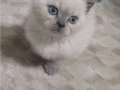 Yenı yuvasına hazır erkek ve dişi yavrularımız