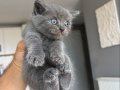 Sağlıklı safkan british shorthair yavruları
