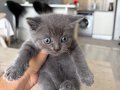 Sağlıklı safkan british shorthair yavruları