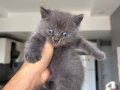 Sağlıklı safkan british shorthair yavruları