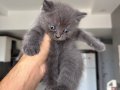Sağlıklı safkan british shorthair yavruları