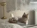Yavru daha 5 aylık sağlıklı 